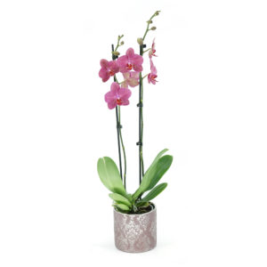 orchidea różowa