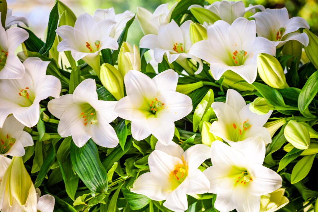 białe lilie